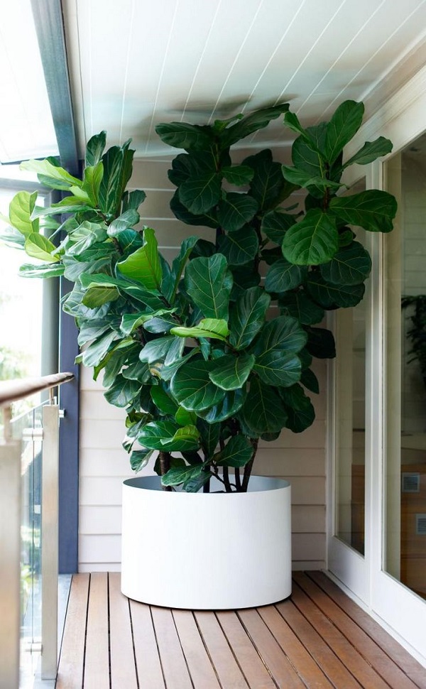 exPresso Summer Home Fiddle Leaf Fig Tree