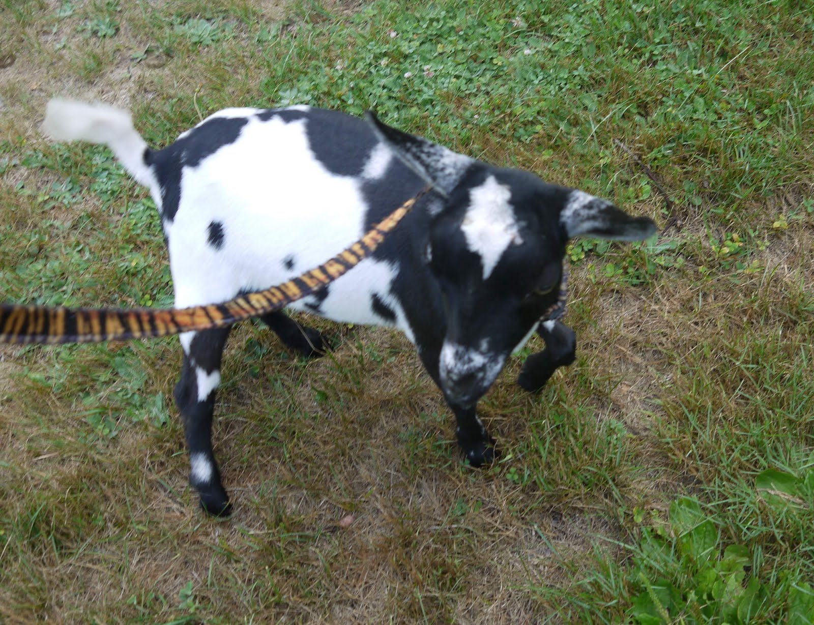 Critters N' Crafts My little shaved goats