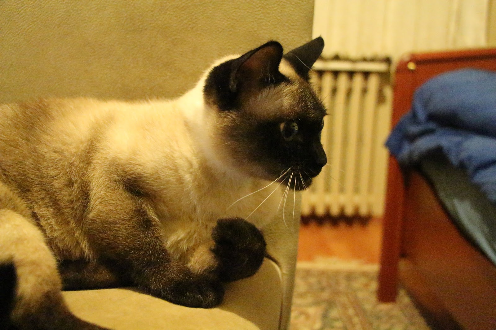 Temel kedi bakımı