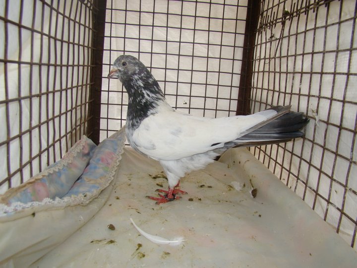 pakistani pigeon high flyer pigeon master loft high flyer pigeon in india