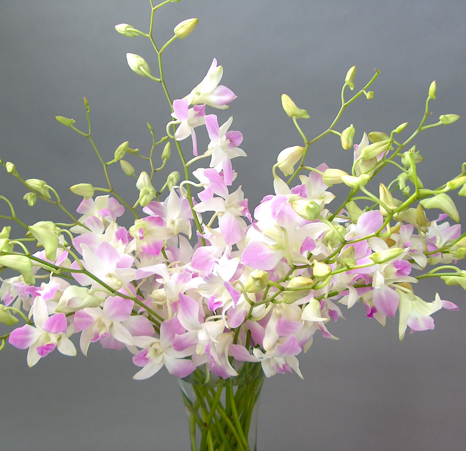 Orchid Flowers - A Close Up | Orchidaceous! Orchid Blog