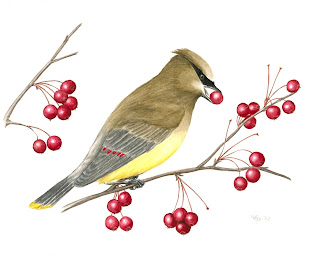 cedar waxwing illustration, bird painting, bird illustration, natural history illustration, nature painting, bird on branch, bird in tree, perching bird, bird art