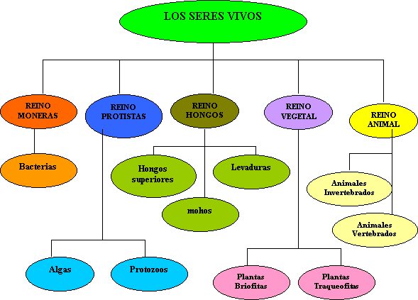 APRENDER ES DIVERTIDO: LOS CINCO REINOS (ESQUEMA)