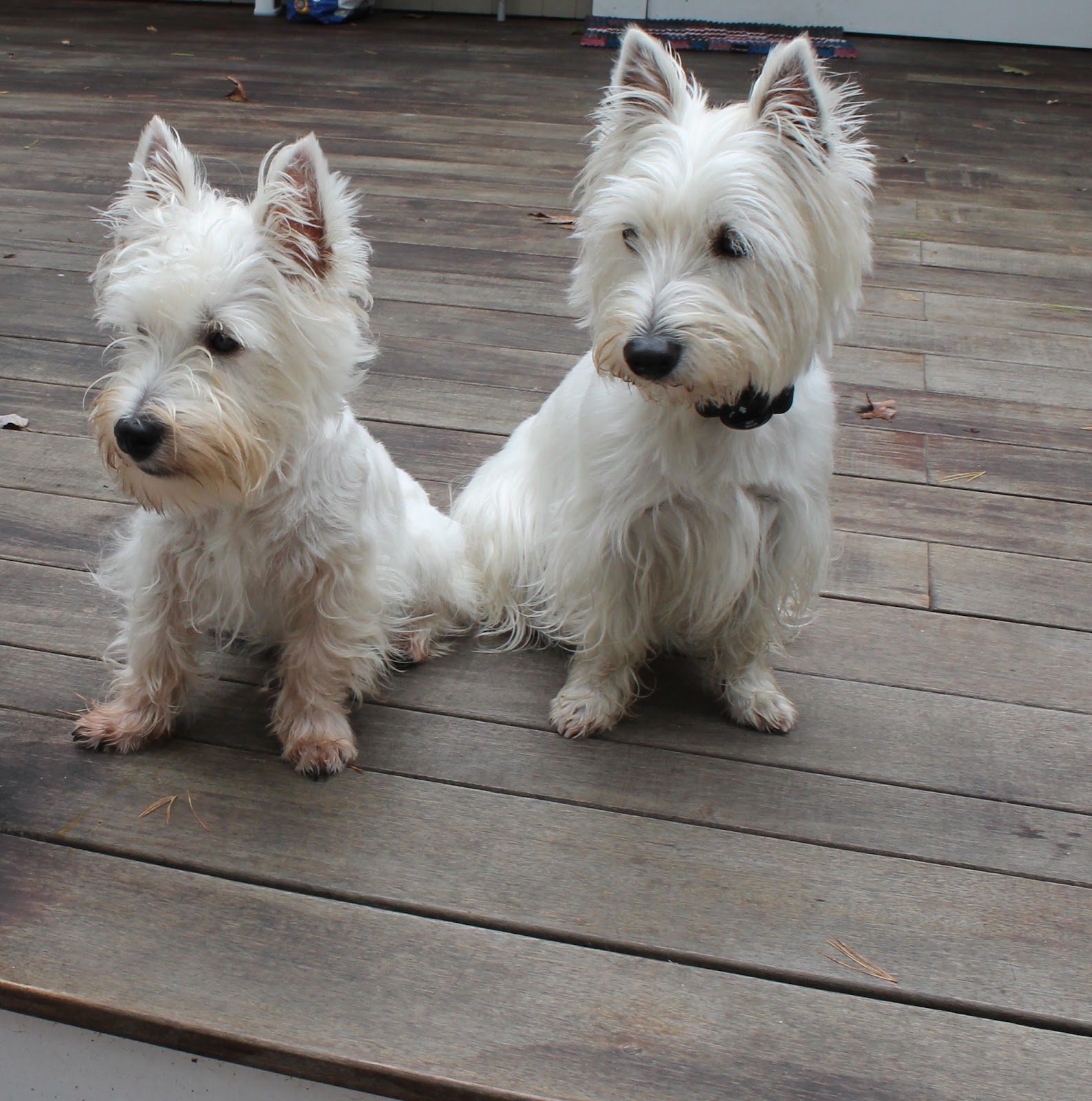 Dreaming of Asia in Texas Cosmo