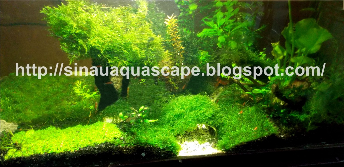Belajar Aquascape Pemula Aquascape Tanpa Co2 Injection Budidaya