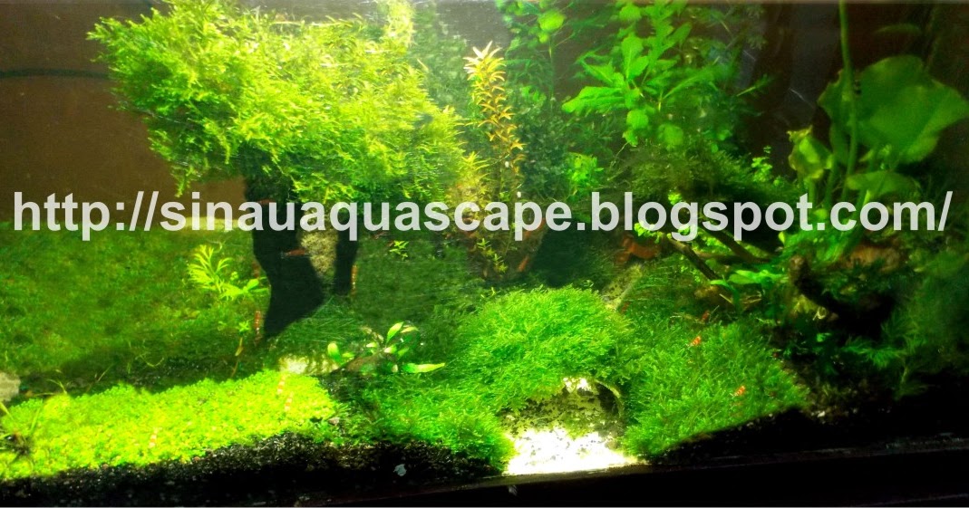 aquascape tanpa pasir aquascape tanpa co2 aquascape tanpa pasir aquascape tanpa co2