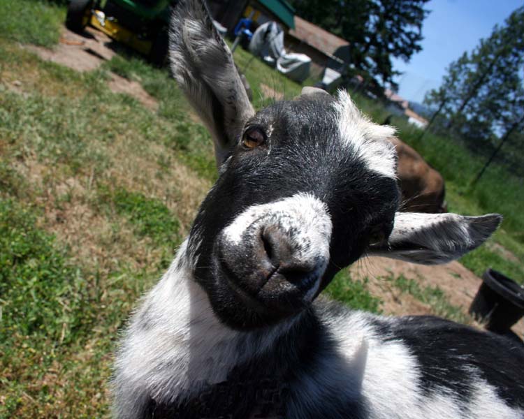 The Maaaaa of Pricilla Jim the Goat DEMANDS Attention