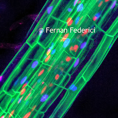 Fluorescence Microscope Plant Image