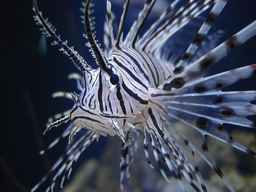 Lionfish