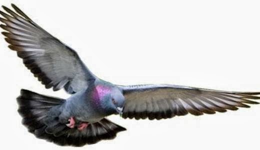 Pratama Jaya Cara Memilih Burung Dara Tinggi