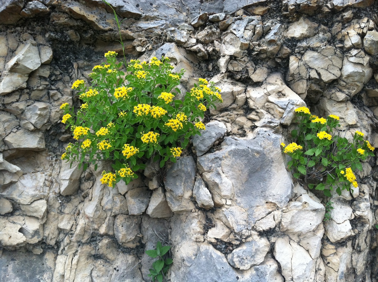 Roadside bouquets Collecting Texas Wildflowers