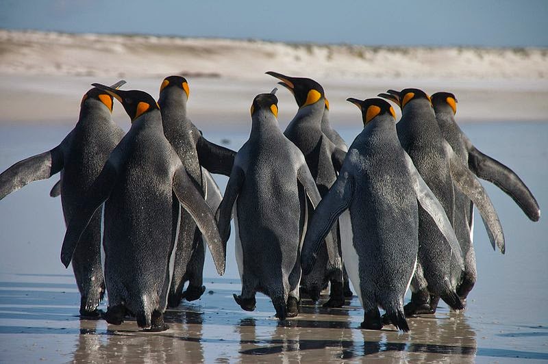 Terms of Venery: International Bureaucrats Agree: A Waddle of Penguins