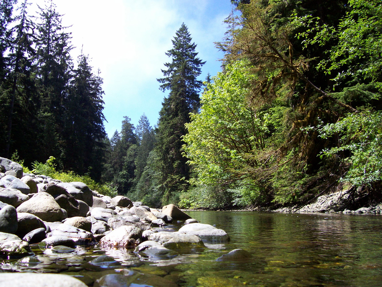 Vancouver Island Big Trees Shirley's Save Our Salmon Festival Proceeds