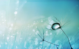 Dandelion Flower and Water Drip HD Wallpaper