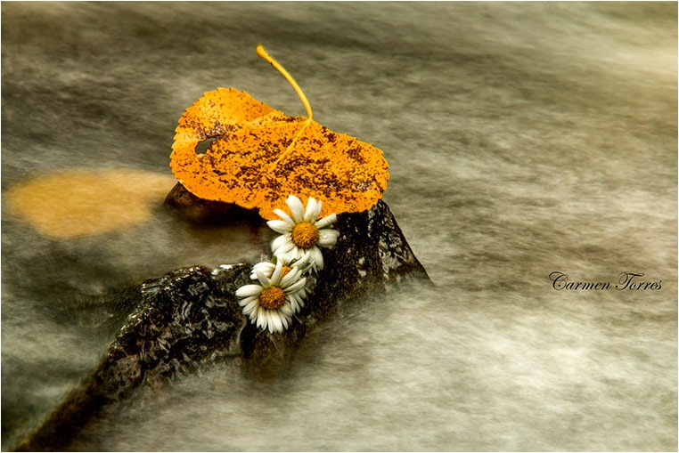 amateur photographers, Best Photo of the Day in Emphoka by Carmen Torres Chaguaceda, https://flic.kr/p/p9Pcf2 amateur photographers, Best Photo of the Day in Emphoka by Carmen Torres Chaguaceda, https://flic.kr/p/p9Pcf2