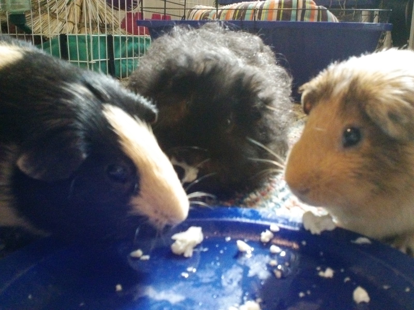 Cavy Savvy A Guinea Pig Blog Can Guinea Pigs Eat Cauliflower?