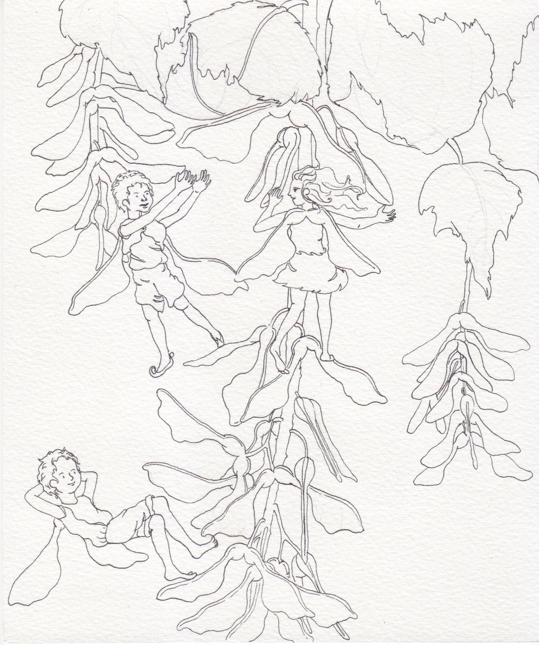 Maple Tree Sketch