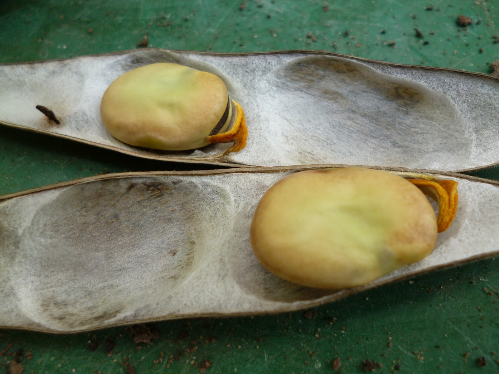 How to save pea bean seeds gardening tips tutorial