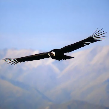 Ave Nacional ( Condor )