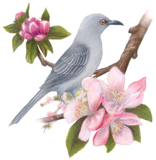 Southwest Garden Guide - Basic Gardening: U.S. State Birds Flowers, Trees &  Capitals
