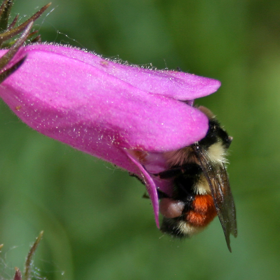 twenty pound tabby More Colorado Native Bees