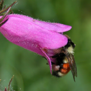 colorado bee bees tabby red native bumble pound twenty
