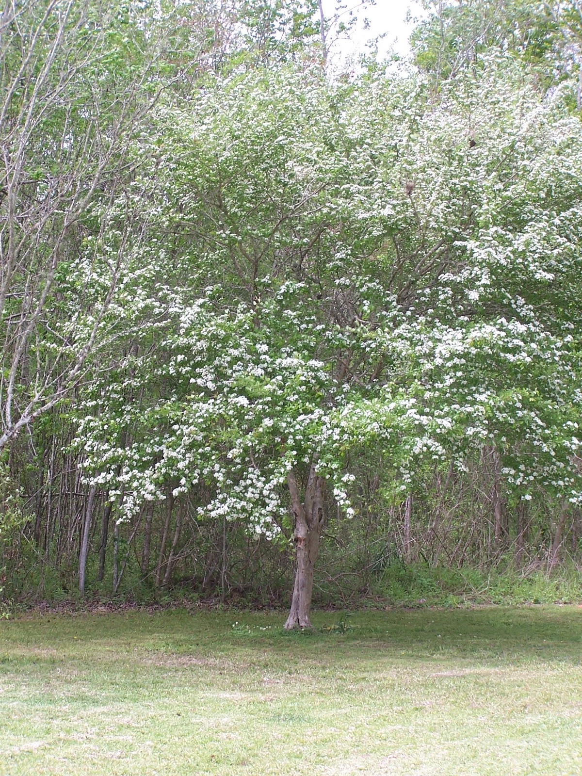 Parsley Leaf Hawthorn edu.svet.gob.gt