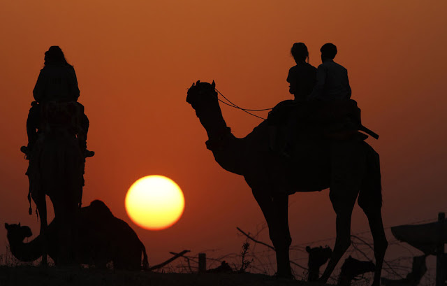 الهند: إحتفالات بوشكار لعام 2012 Pushkar+Camel+%2820%29