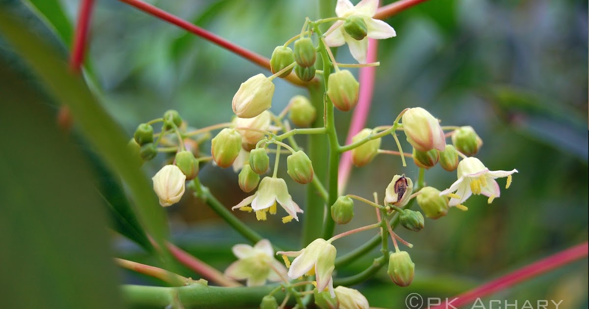 Nature Photos Tapioca (കപ്പ)