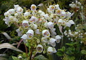 Jovellana punctata