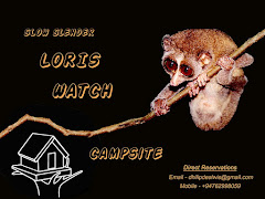 "SLOW SLENDER LORIS WATCH"