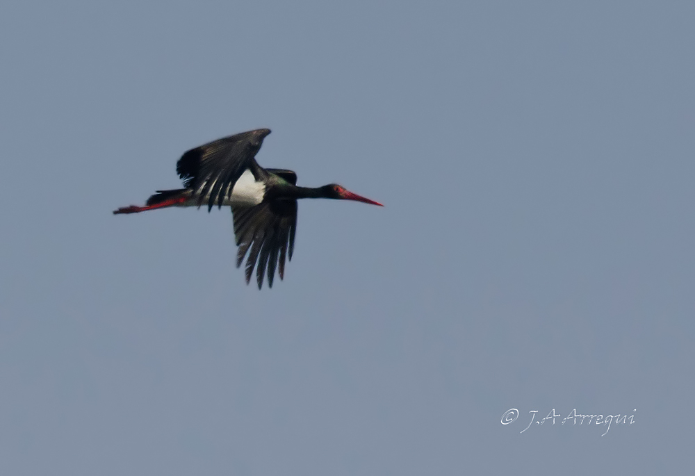 Cigüeña negra, Ciconia nigra, Black Stork Cigüeña negra, Ciconia nigra, Black Stork