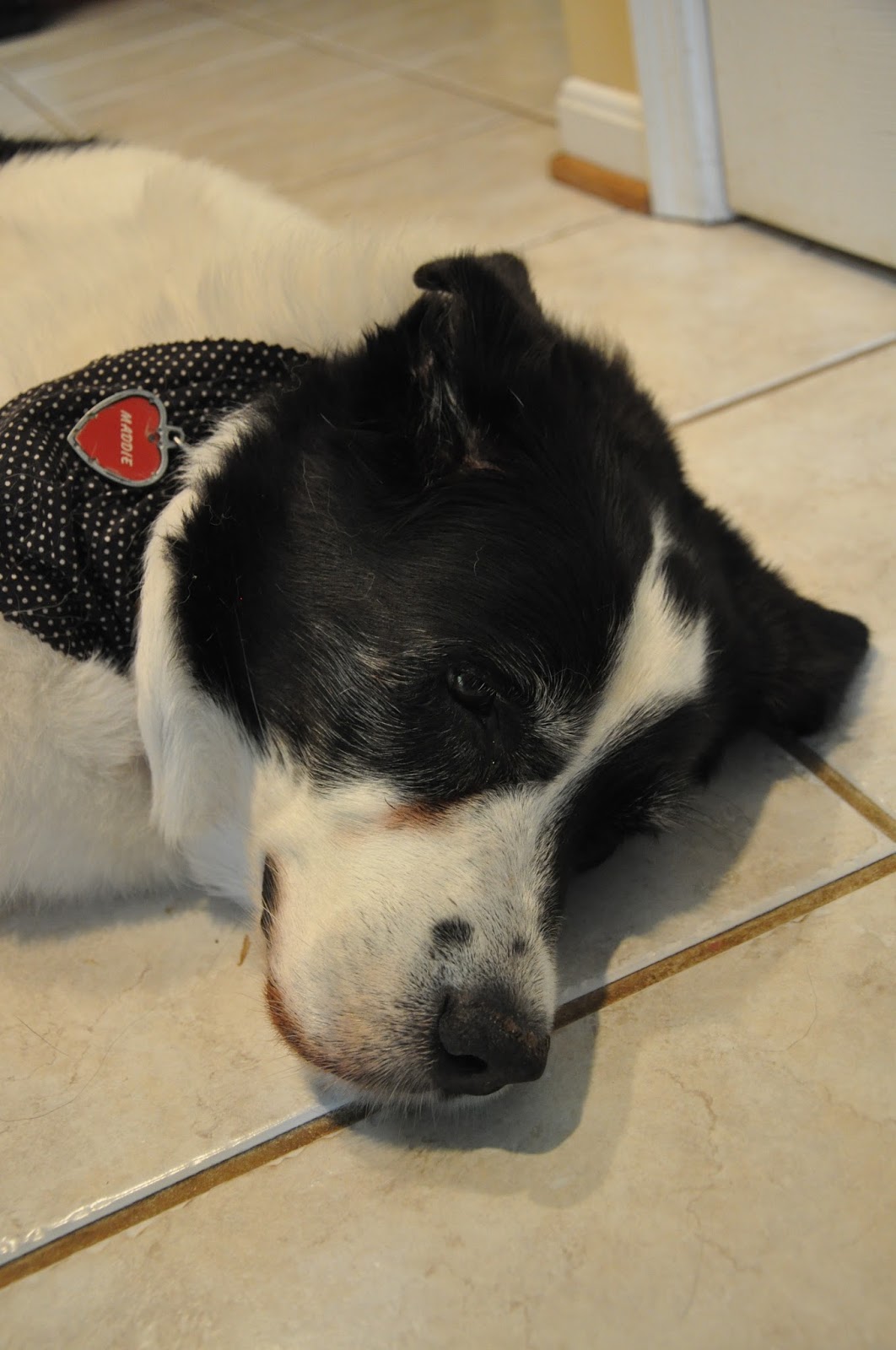 My Dog Is Getting Put Down Tomorrow My Dog Is Getting Put Down Tomorrow