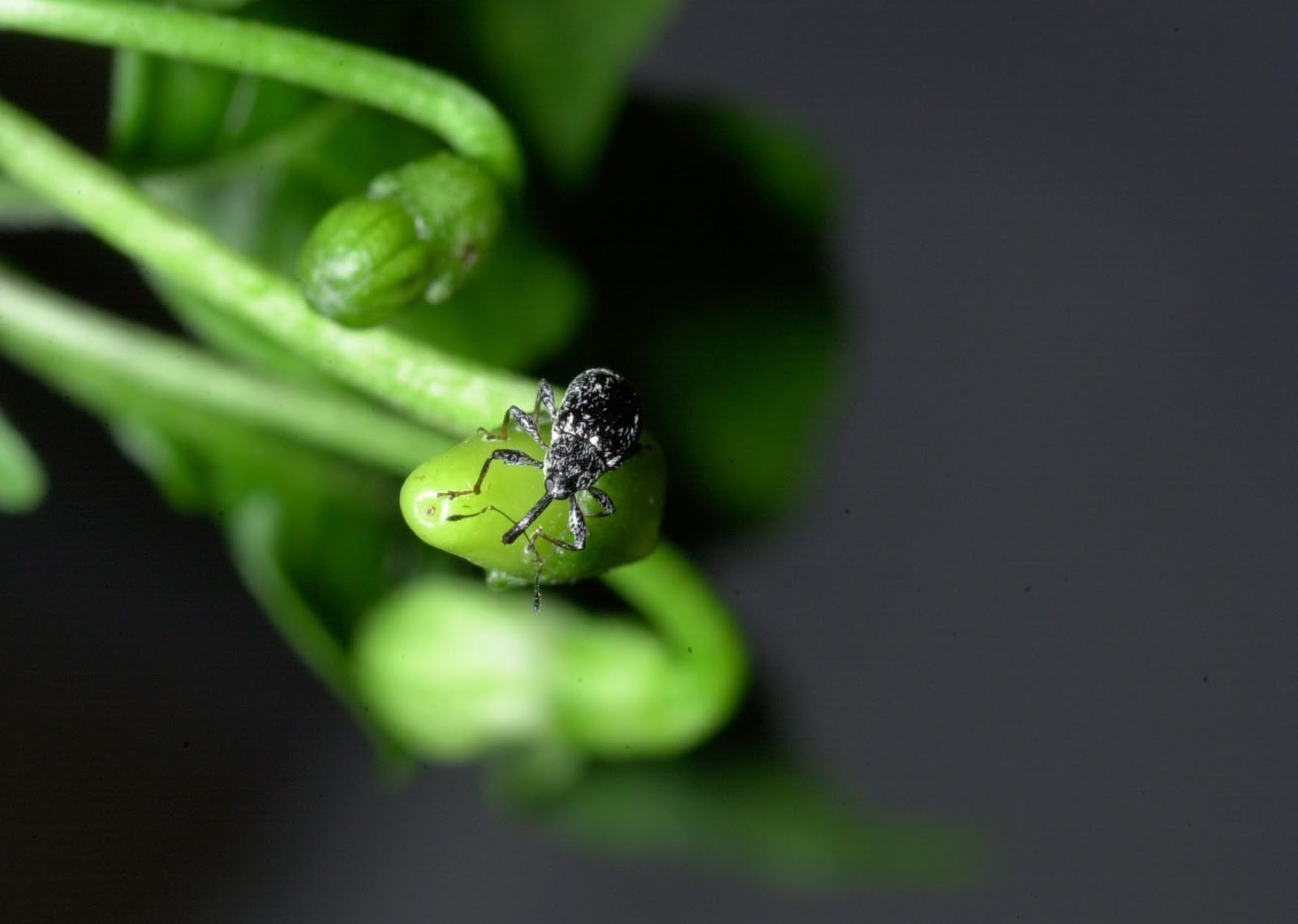 Bell Pepper Dropping Fruit at Helen Holland blog