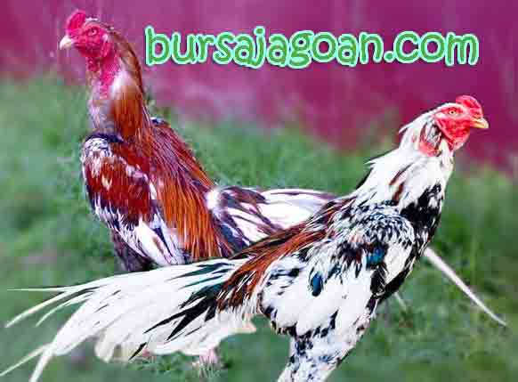 Pin Gambar Ayam Serama Sepasang Pelautscom on Pinterest Pin Gambar Ayam Serama Sepasang Pelautscom on Pinterest