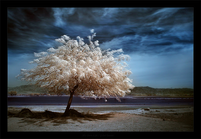 Beautiful Amazing Trees Photography HD wallpapers alt="Beautiful Amazing Trees"