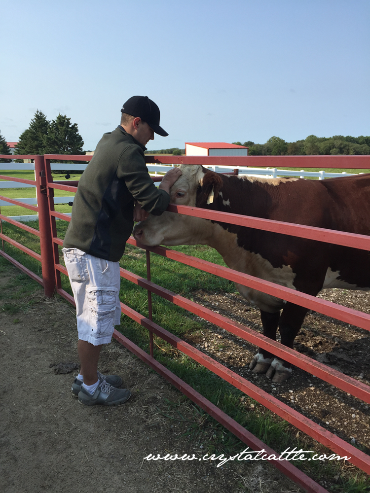 Crystal Cattle Why We Use Antibiotics on Our Farm