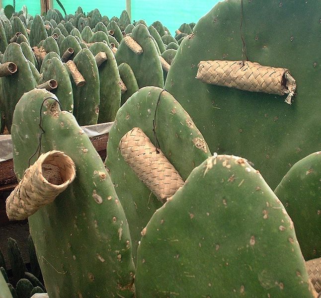 Prickly Paradise A Newcomer Living In The Desert Thorns
