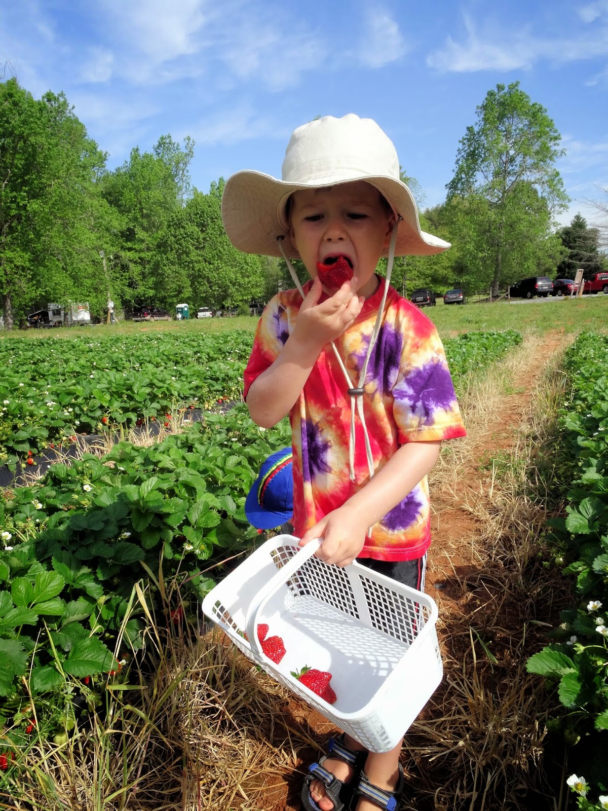 Strawberry Farm In Easley Sc at Chante Authement blog
