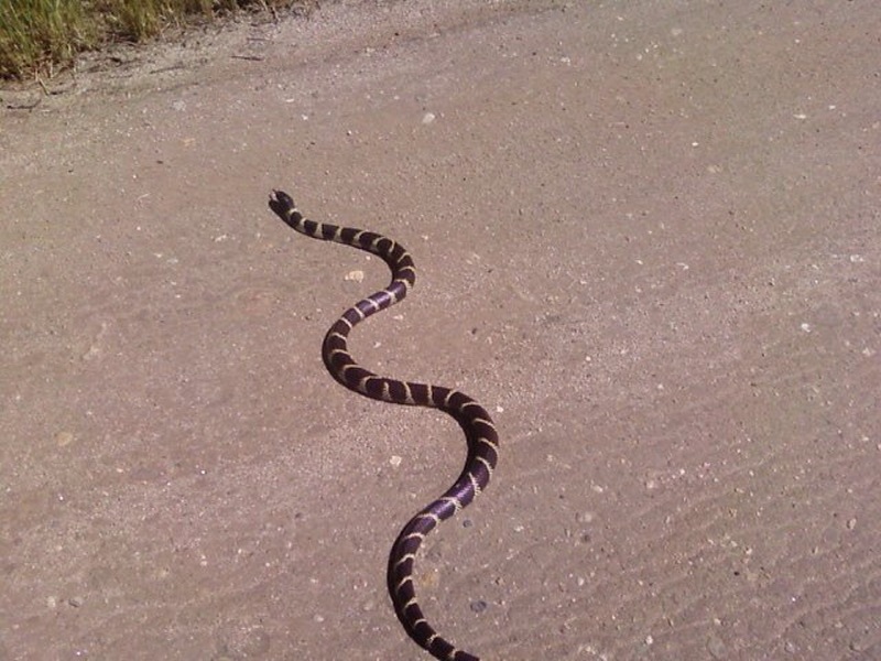 Cooper Snake