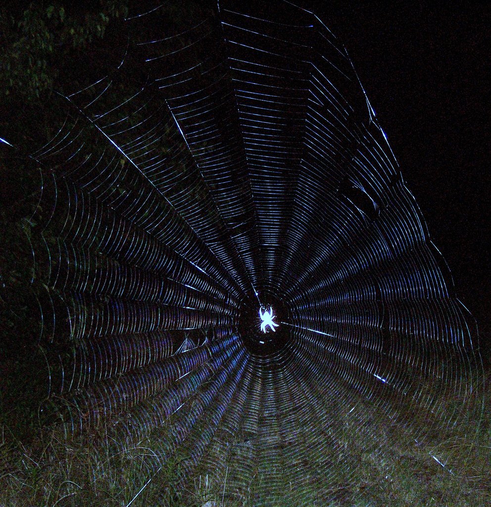 Balch Springs Photography Club June Photo Submissions Insects