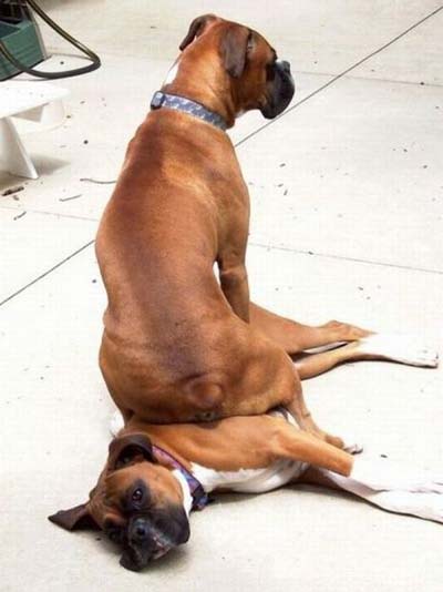 Funny Copyright Free Boxer Dog Funny Copyright Free Boxer Dog