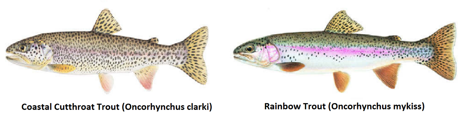 Invasion of the Rainbow Trout