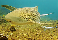 Thailand Divers