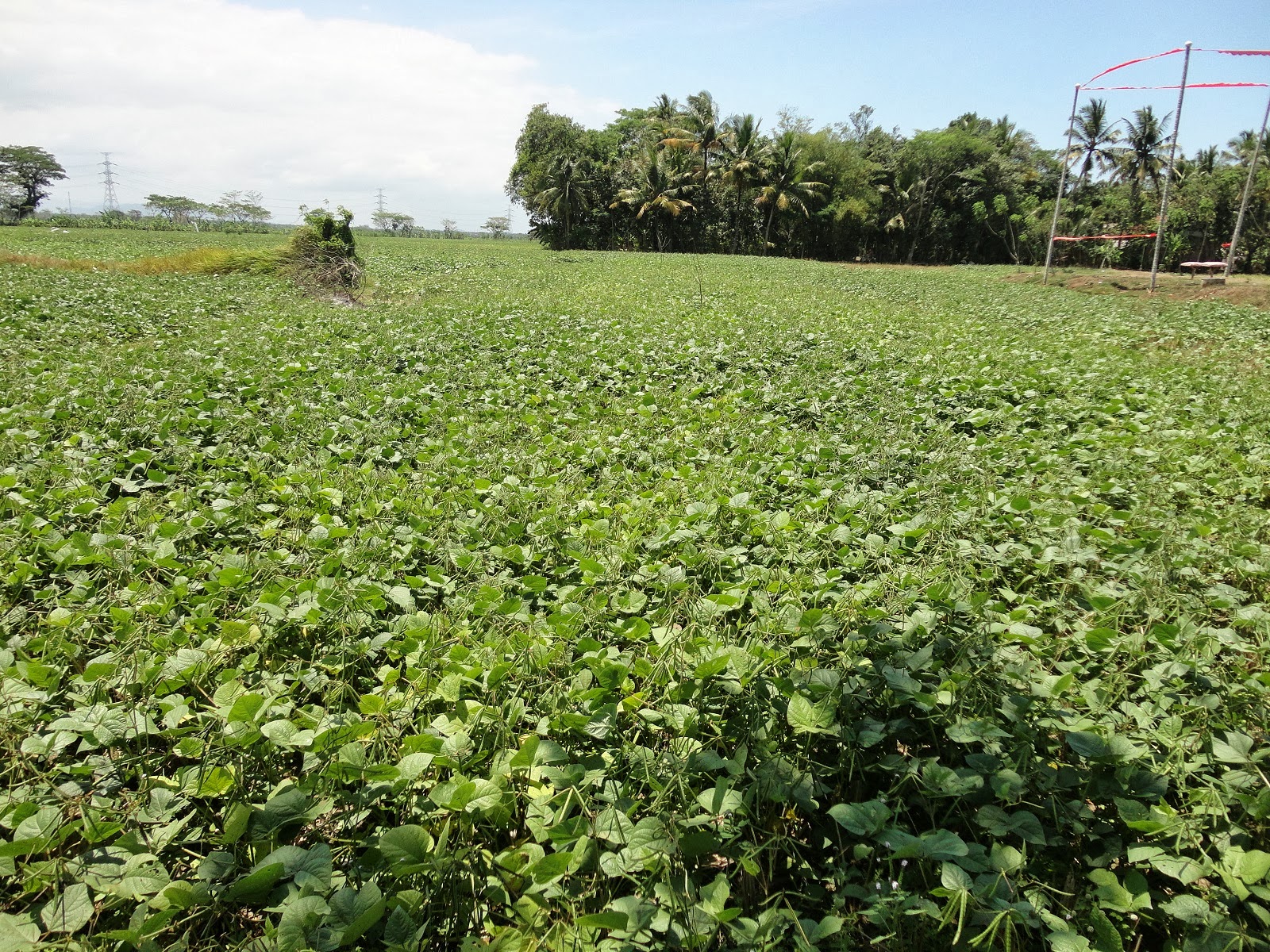 Gambar Tanaman Kacang Hijau