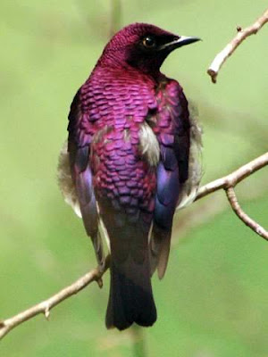 Violet-backed Starling, Cinnyricinclus leucogaster, Amethyst Starling