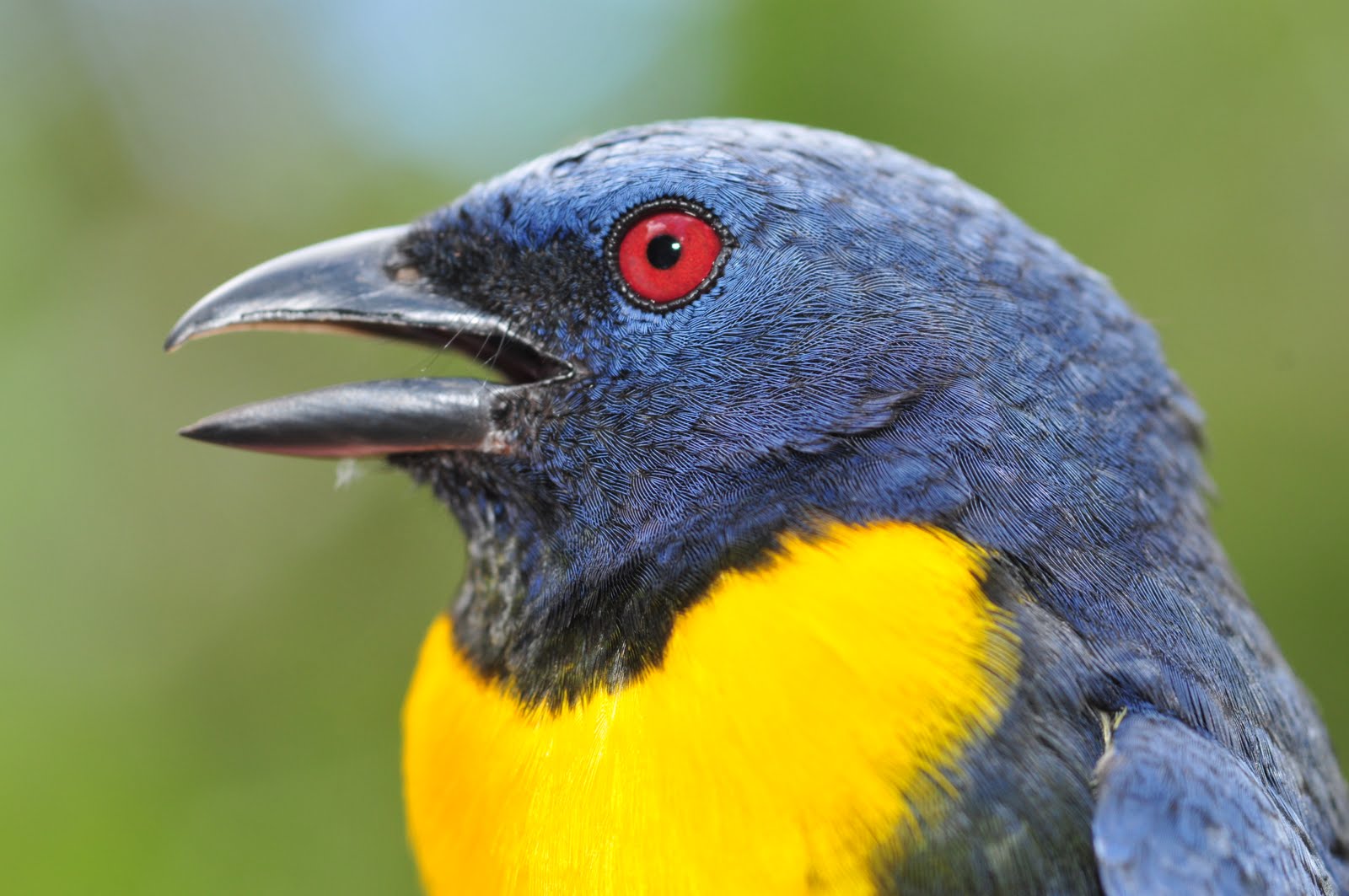 Connecticut Audubon Society Young researchers shine during Costa Rican