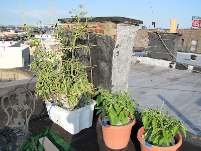 Rooftop Vegetable Garden 2011