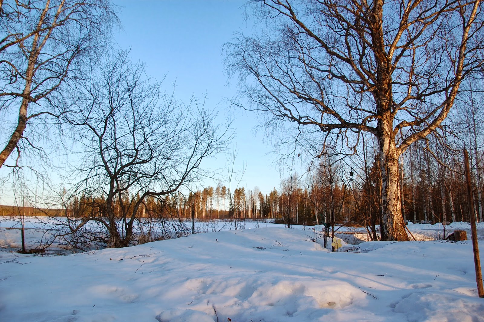 Svanå trädgård: mars 2014