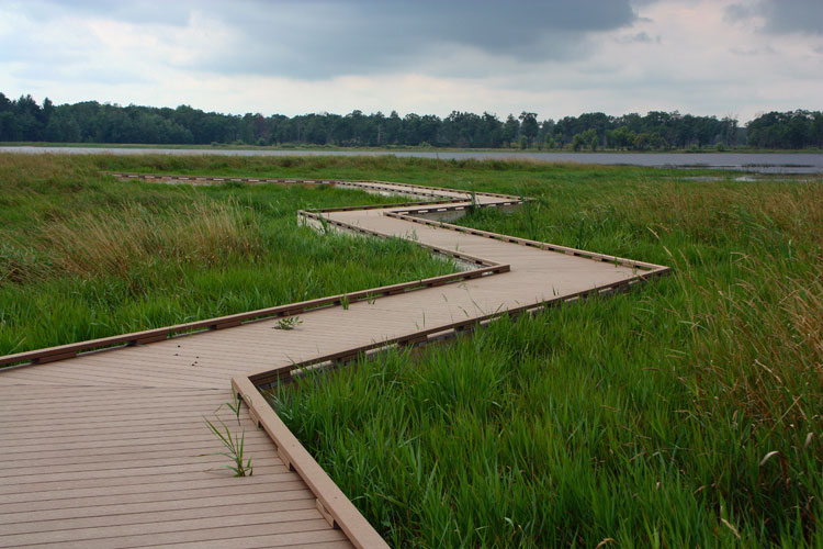 Northern Illinois Birder Whooping Cranes in the Necedah National